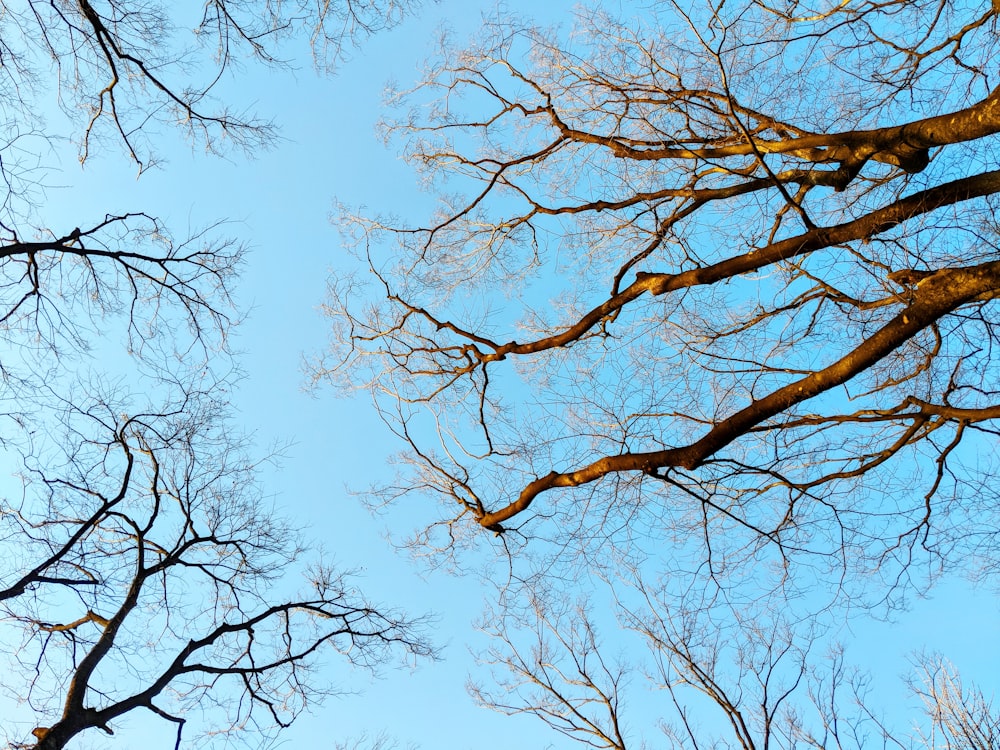 brown bare tree under white sky during daytime