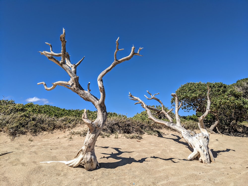 brown bare tree on brown sand during daytime