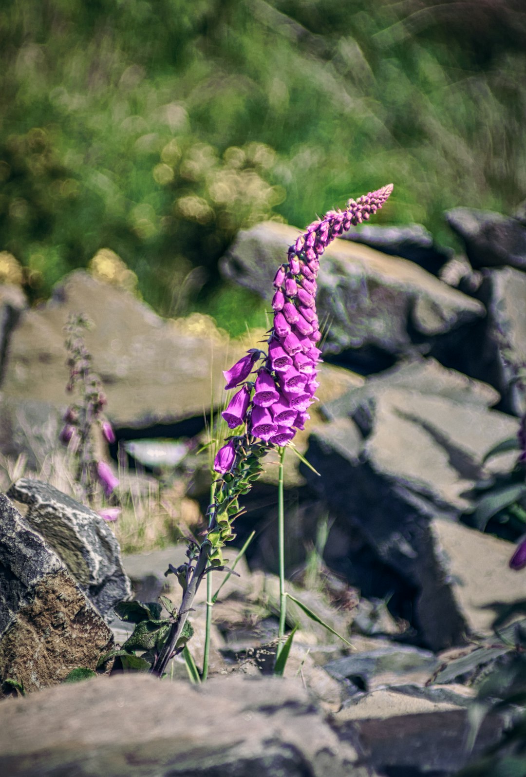 purple flowers on gray rock during daytime