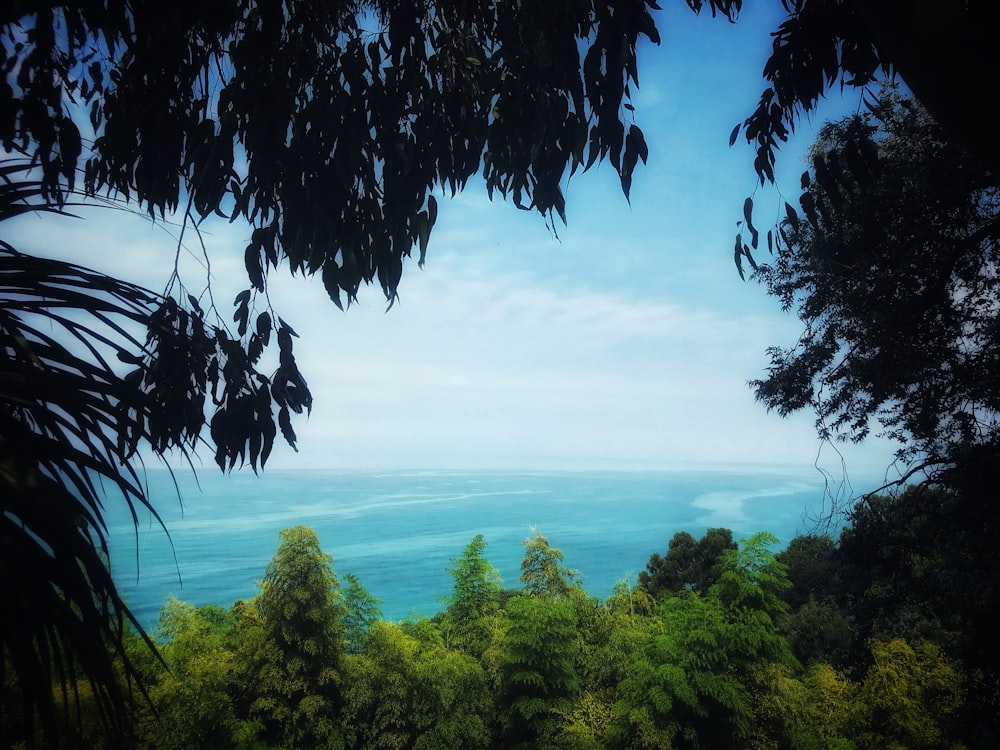 green trees near body of water during daytime