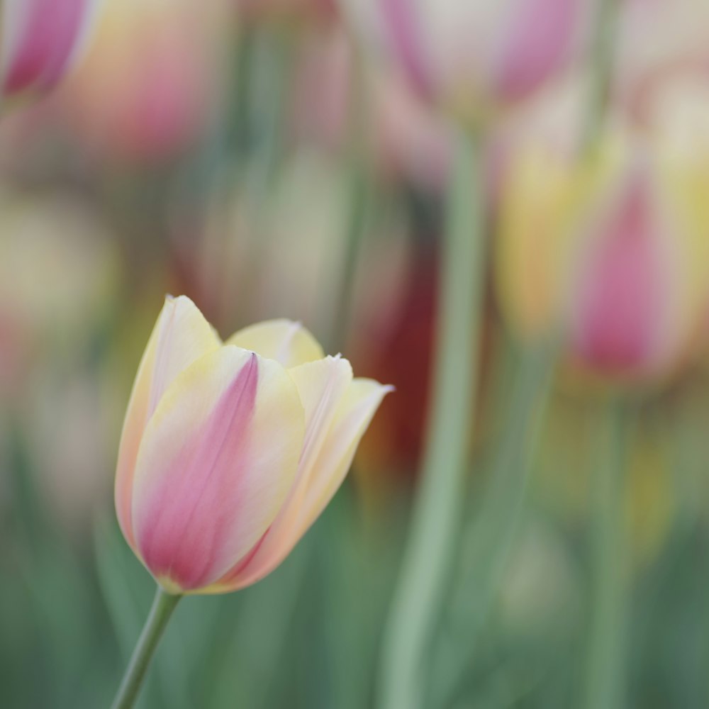 pink and yellow tulip in bloom during daytime