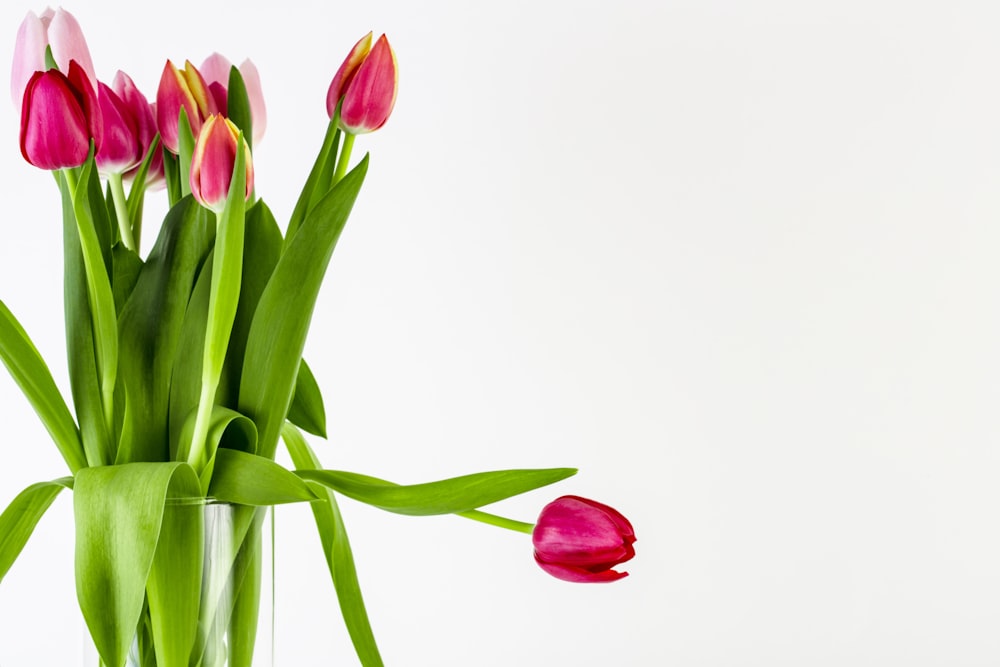 pink tulips in clear glass vase