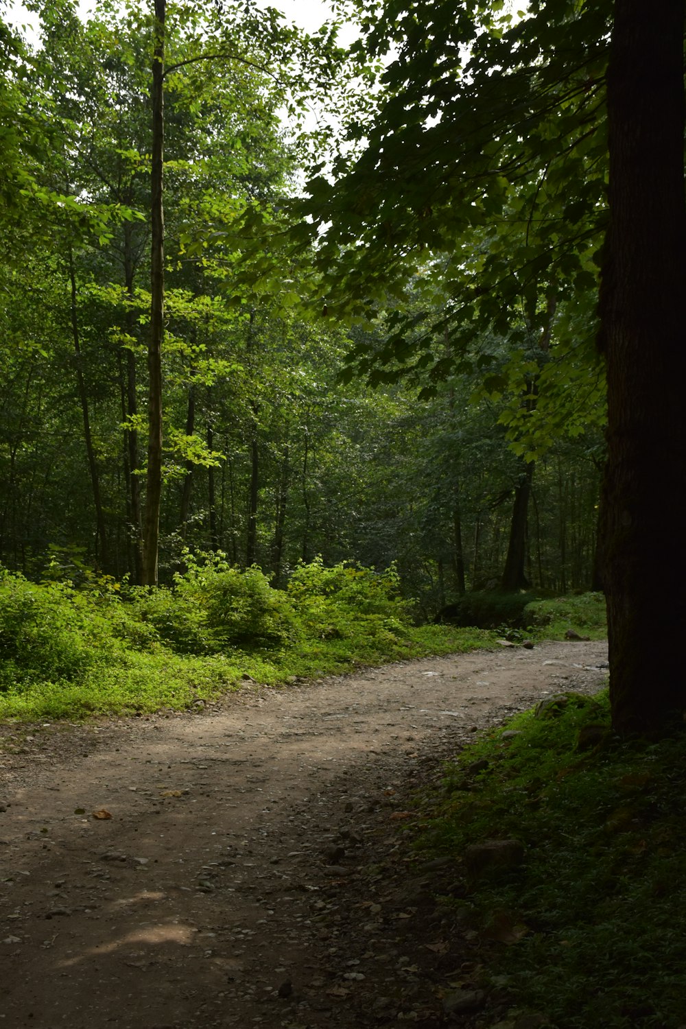 green trees on brown dirt road during daytime