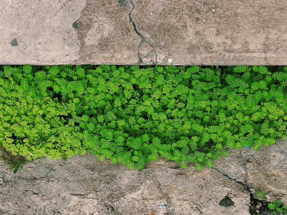 green vine plant on gray concrete wall