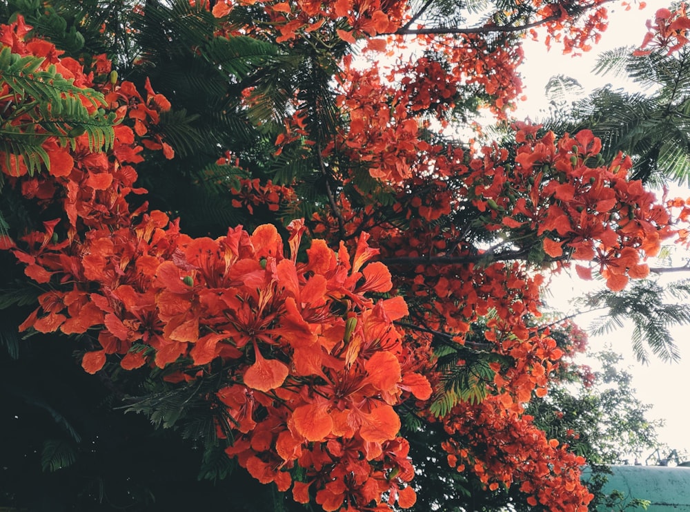 Arce rojo bajo el cielo blanco durante el día