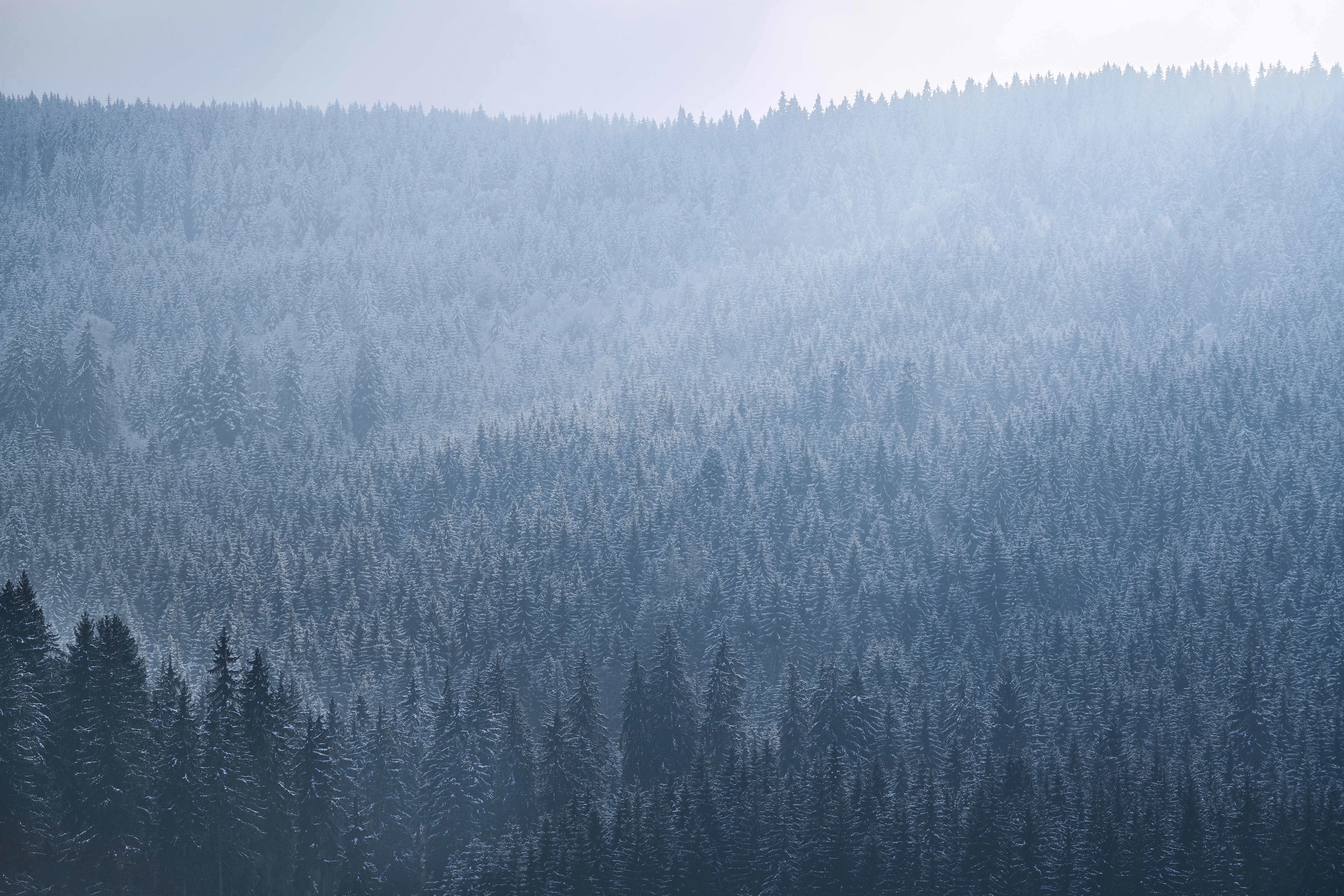 Photo by johnygoerend