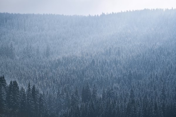Green trees under white clouds during daytime — Black Forest, Germany
