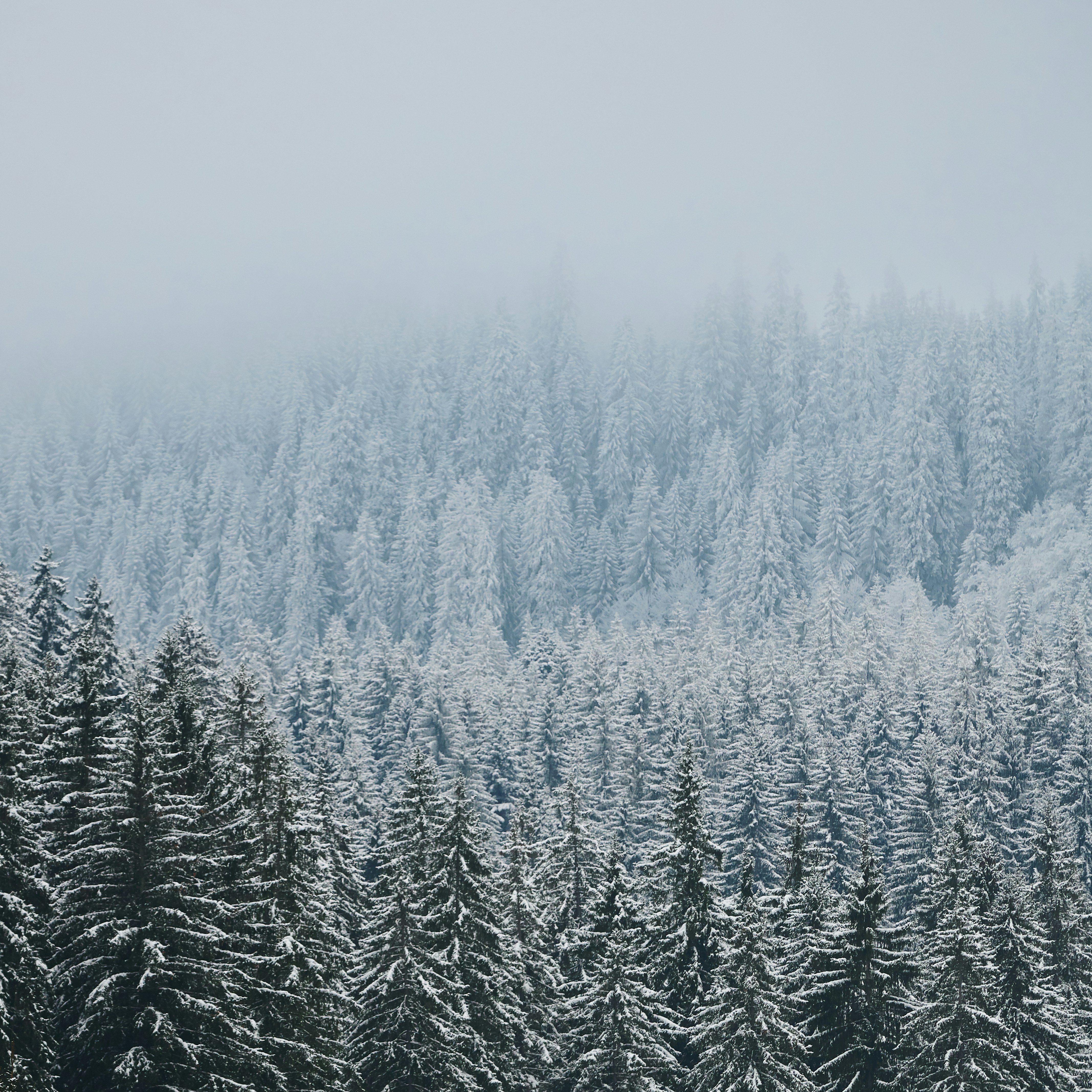 Photo by johnygoerend