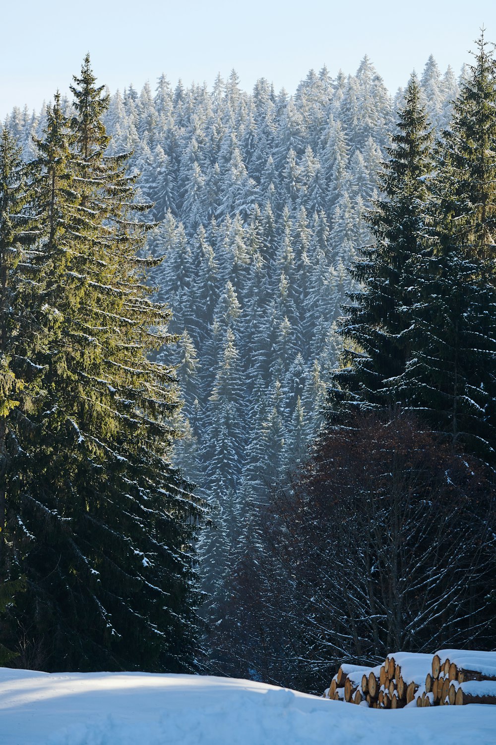 green pine trees during daytime