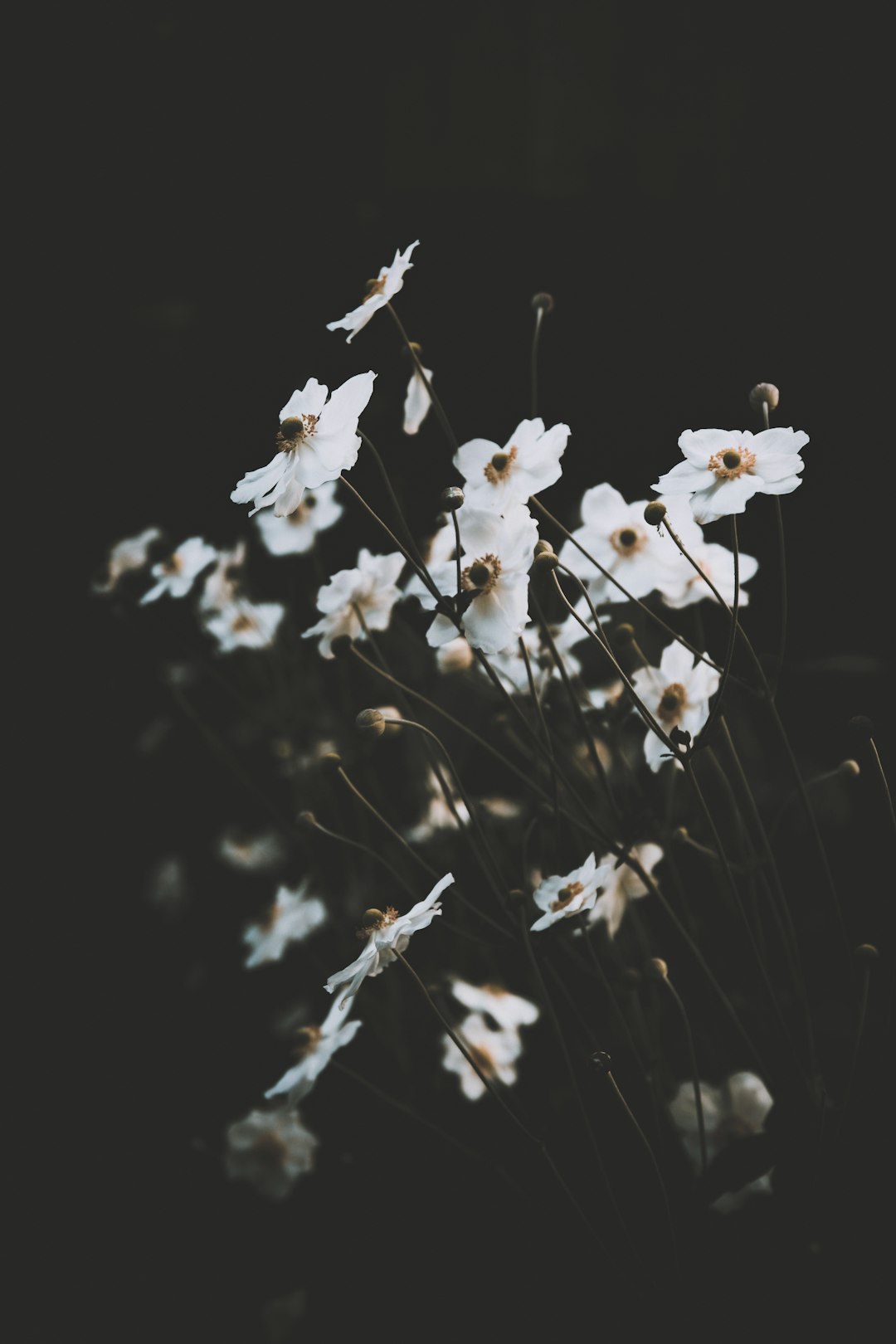 white flowers in black background