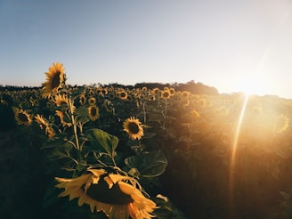 sunflower field under blue sky during daytime