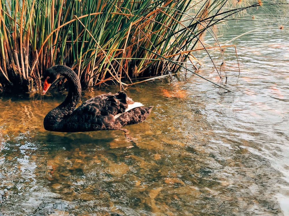 2 black and white swan on water during daytime