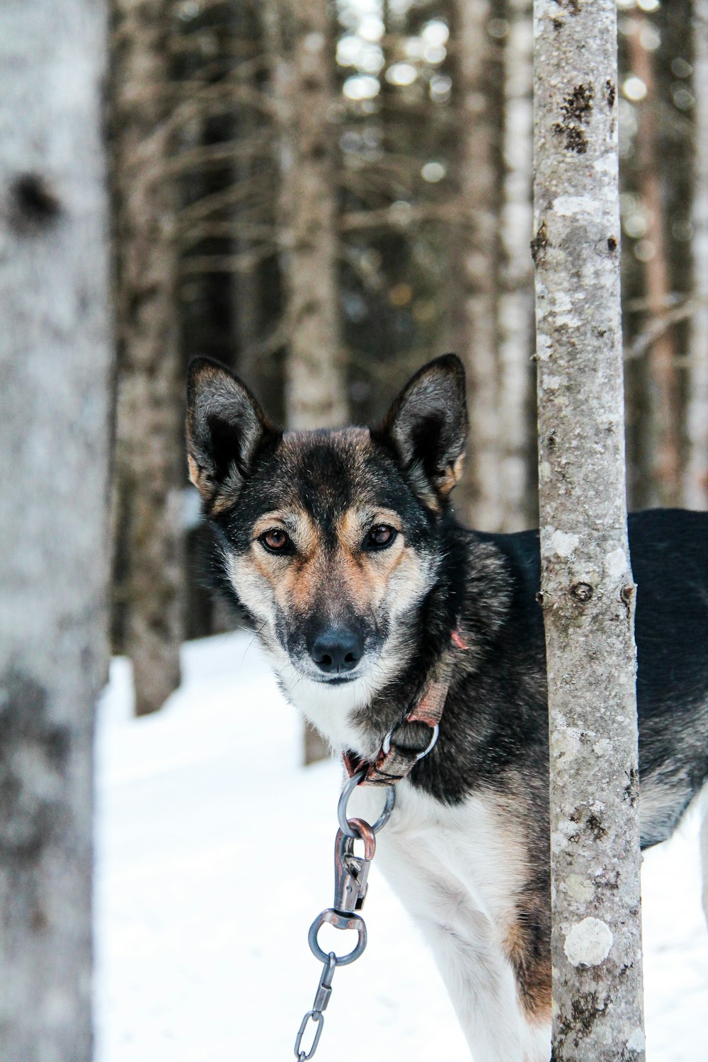 black and tan german shepherd with black leash