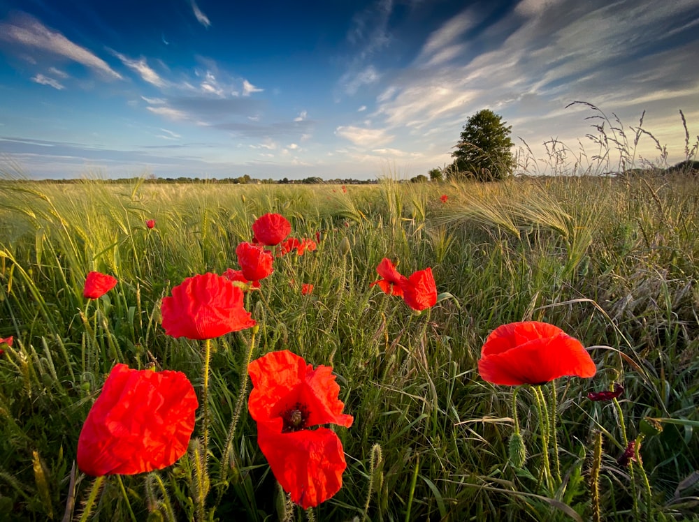 red flower on green grass field during daytime