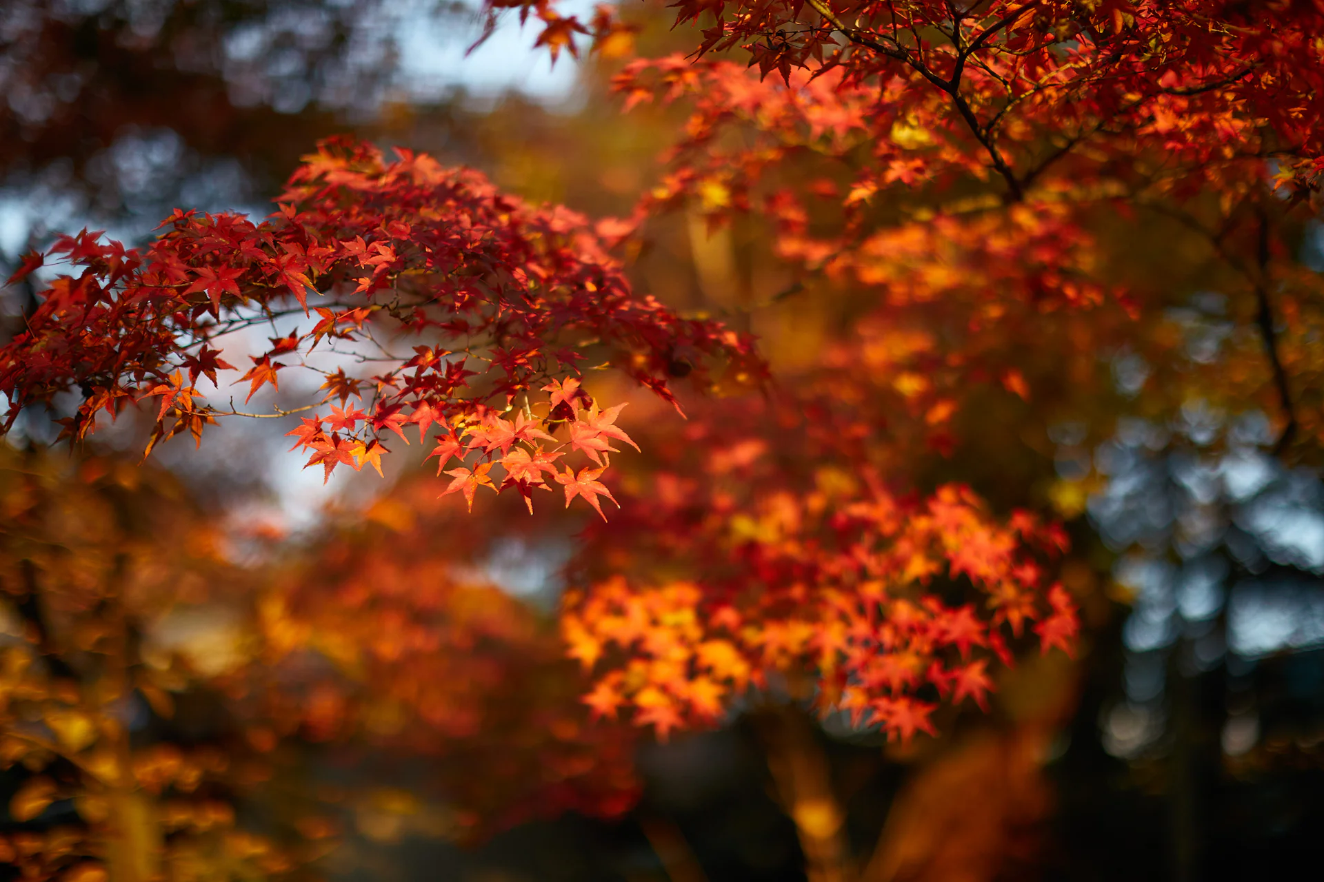 Sunlight glowing through red and orange maple leaves