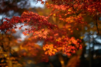 Autumn leaves in vibrant shades of red and orange are illuminated by warm sunlight, creating a picturesque and serene natural scene. The background is softly blurred, enhancing the focus on the crisp details of the foliage.