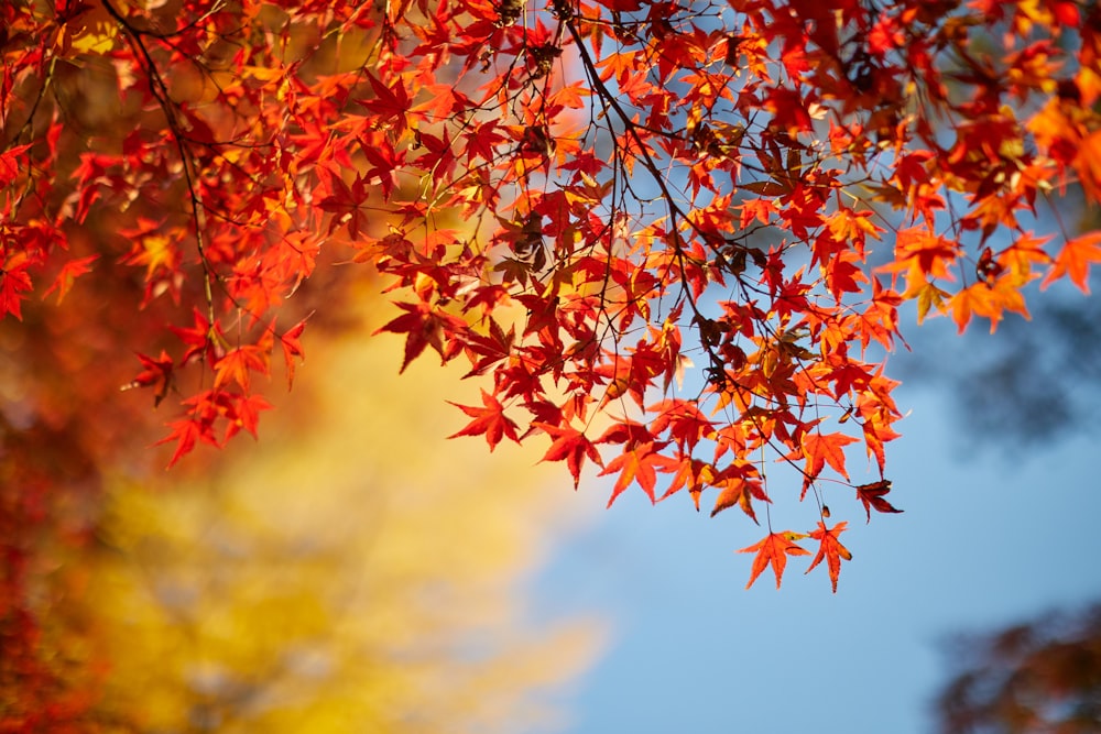 red and yellow maple leaves