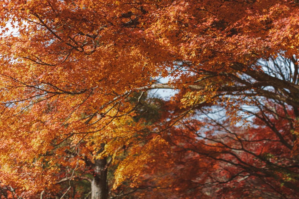 brown and green trees under blue sky during daytime