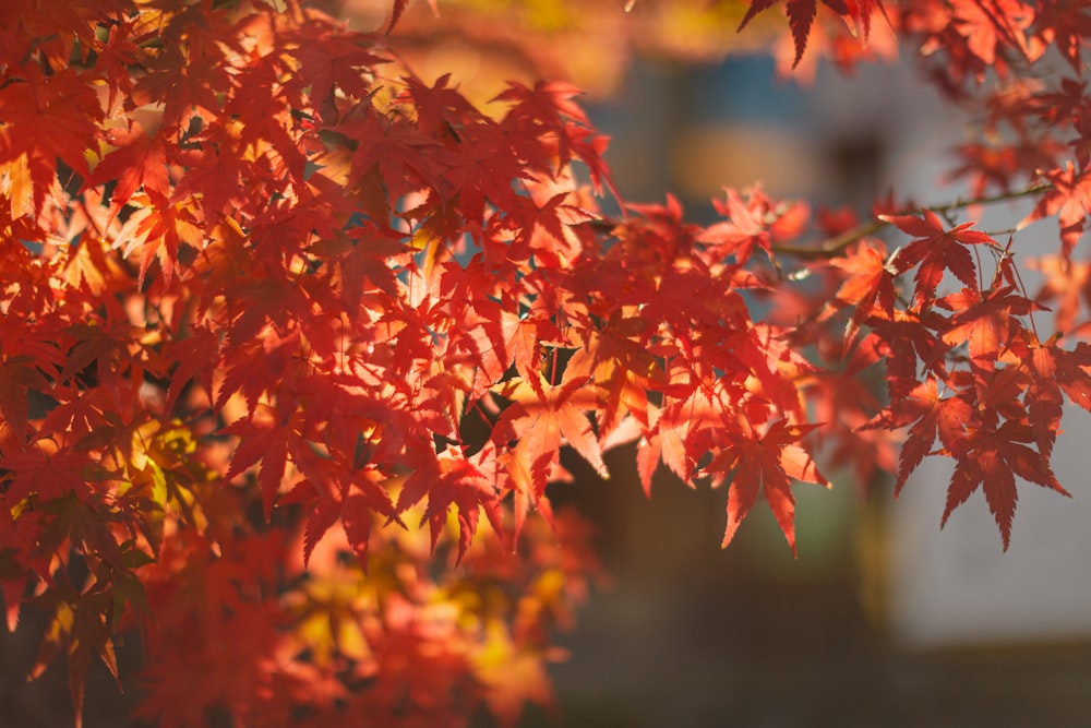 red maple leaves in tilt shift lens
