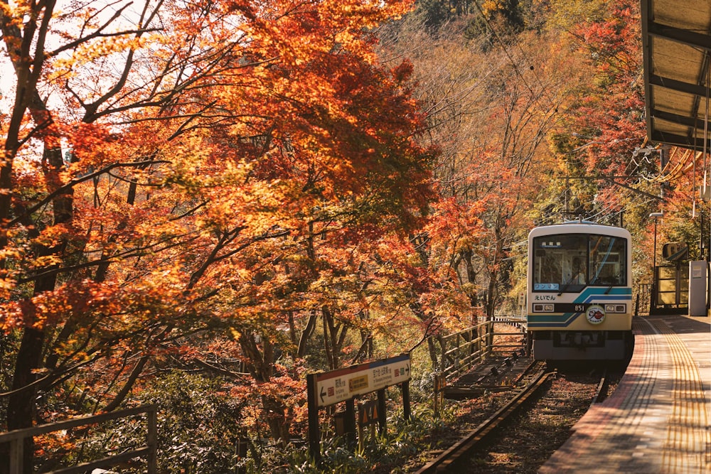 blue train in the middle of the forest