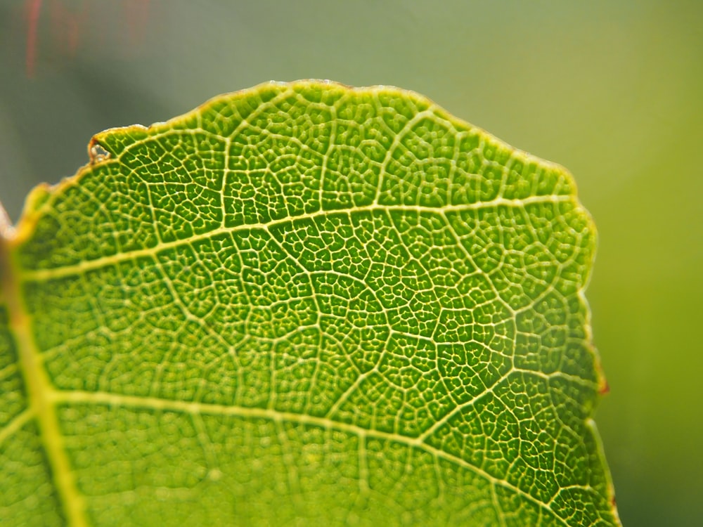 green leaf in macro shot