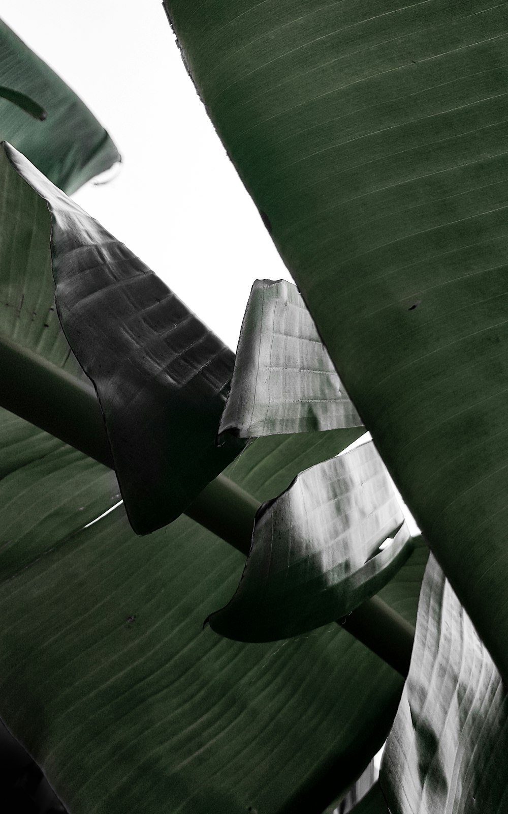 green banana leaf during daytime