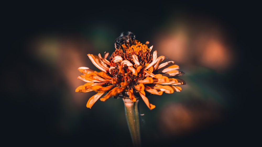 black and yellow bee on yellow flower