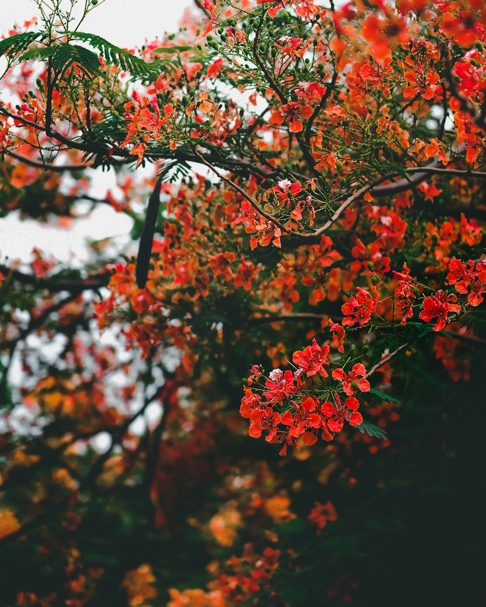 red and white flowers in tilt shift lens