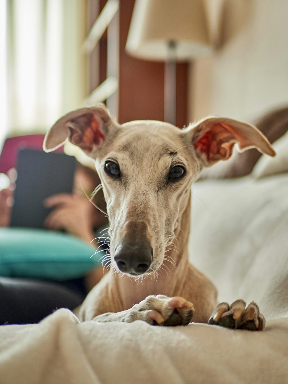 brown short coated dog lying on couch