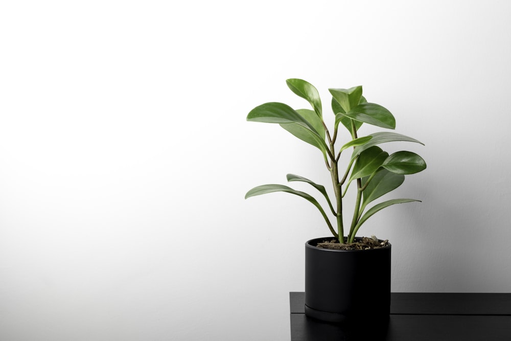 green plant on black pot