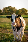 white and black cow on green grass field during daytime