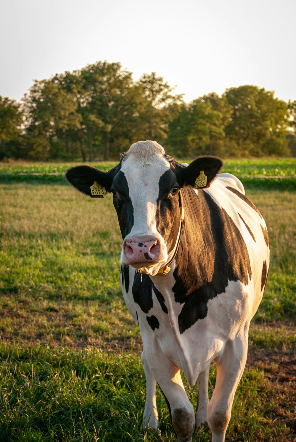 mucca bianca e nera sul campo di erba verde durante il giorno