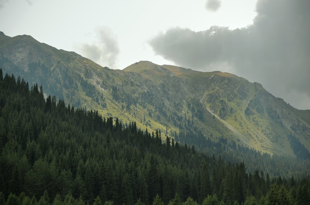 green trees on mountain under cloudy sky during daytime