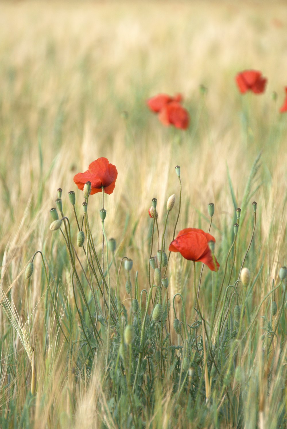 red flower in the field