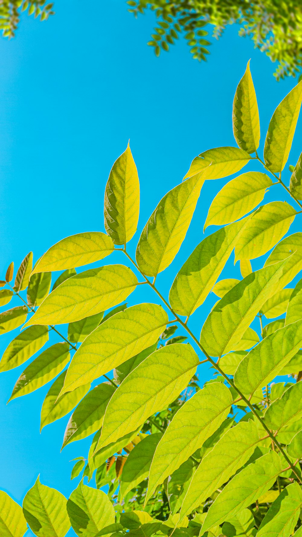 green leaves under blue sky during daytime