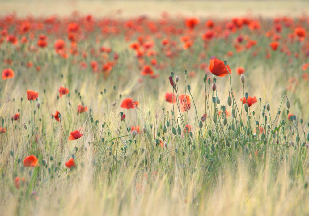 red flower field during daytime