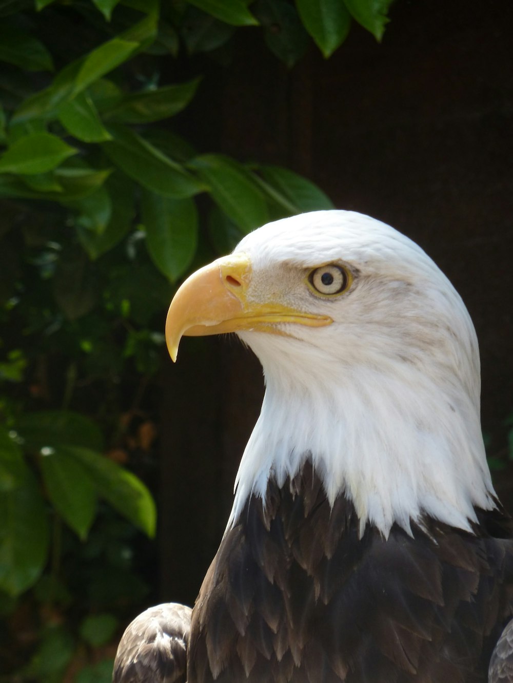 white and brown eagle in tilt shift lens
