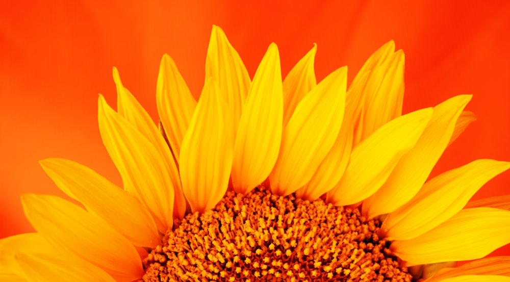 yellow flower in macro shot