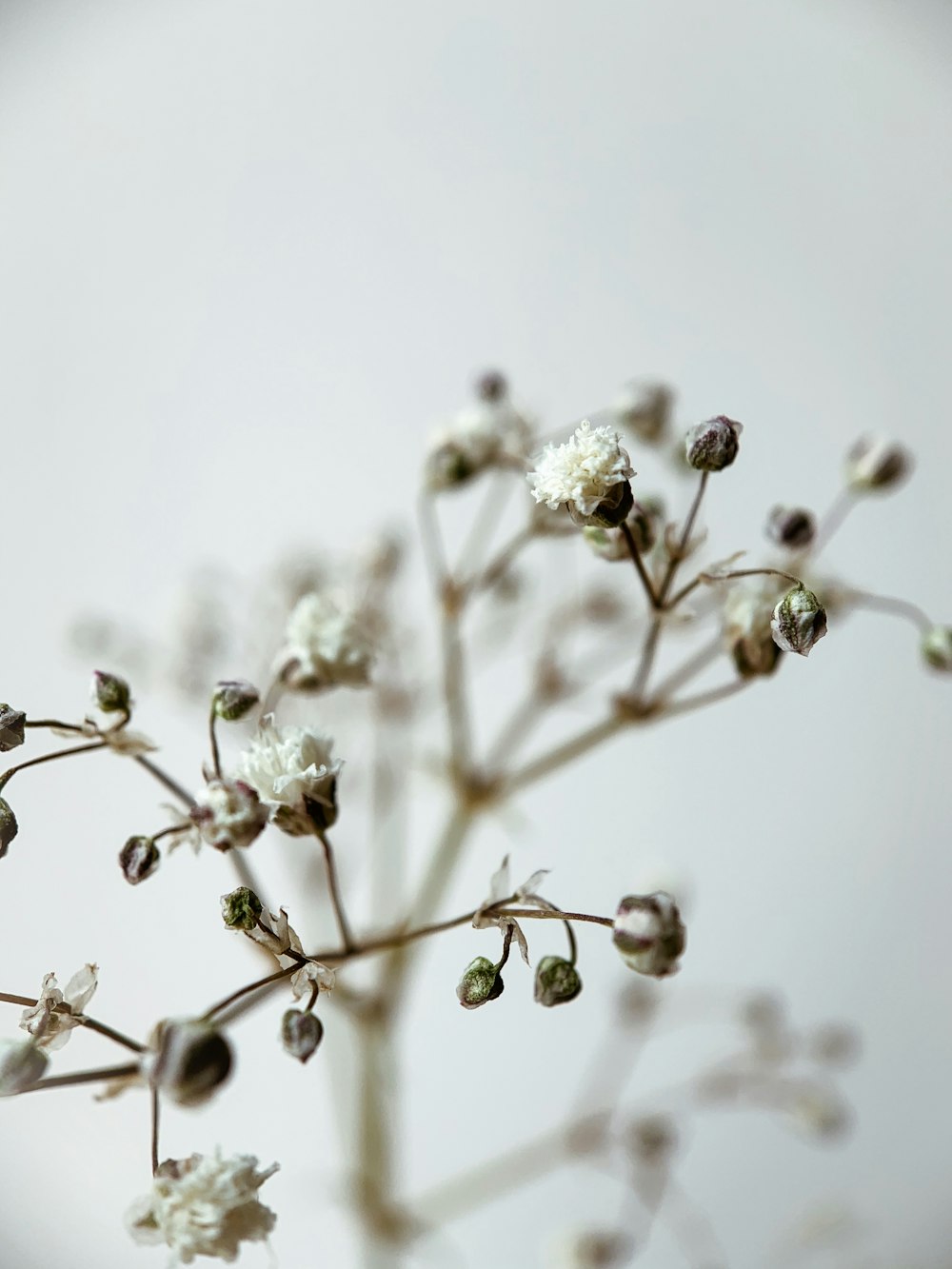 white flower buds in tilt shift lens