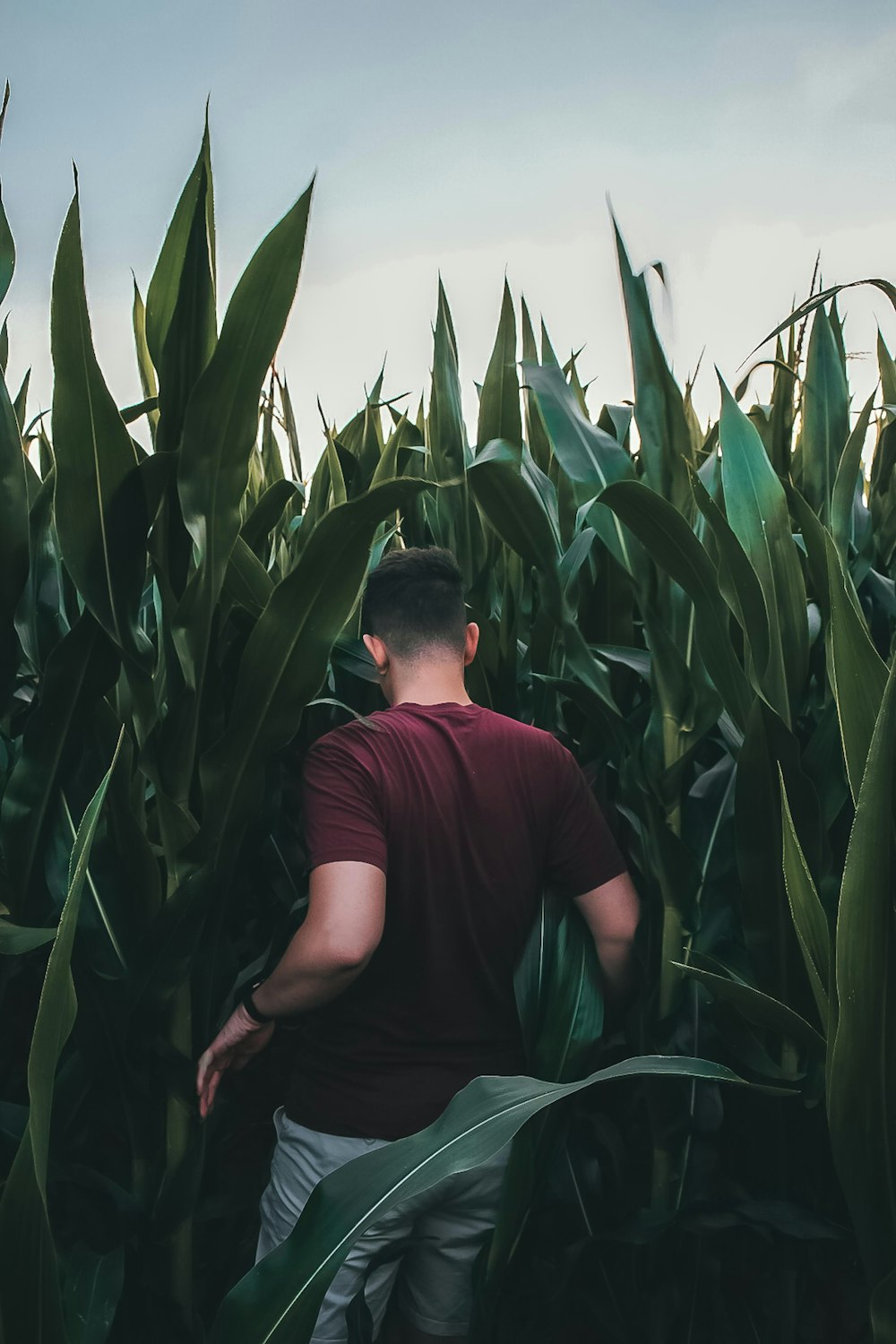 man in red crew neck t-shirt sitting on green corn field during daytime