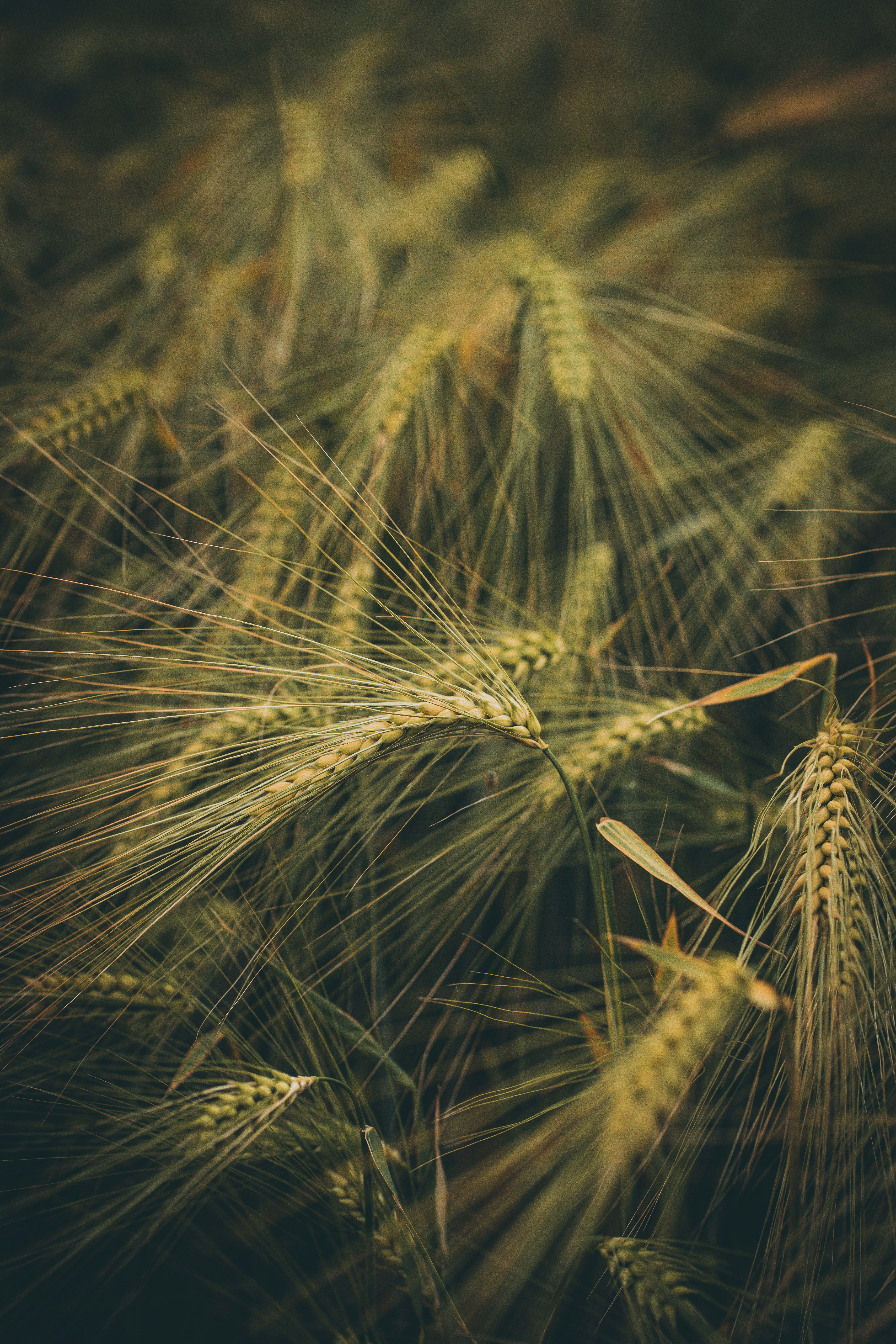 Sony FE 85mm F1.8 sample photo. Brown wheat field during photography