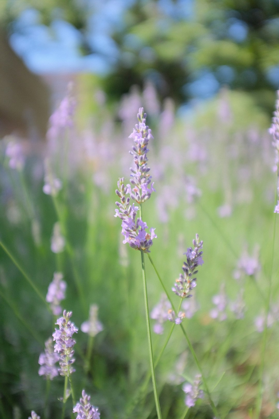 purple flower in tilt shift lens