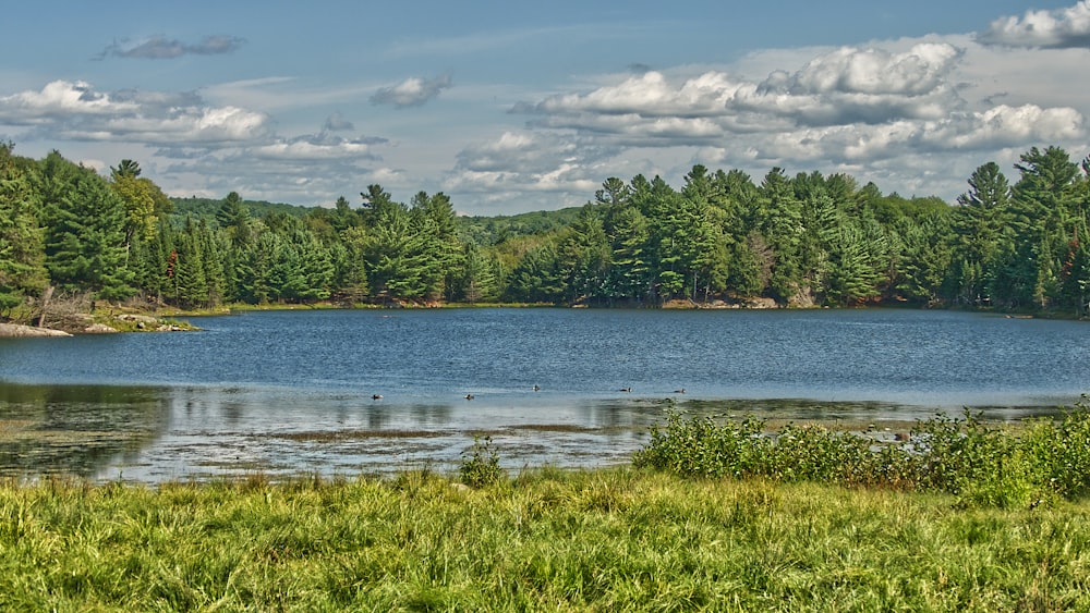 green grass field near body of water under cloudy sky during daytime