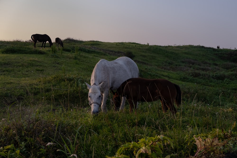 herd of cow eating grass on green grass field during daytime