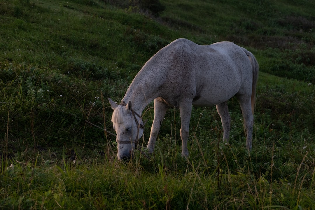 white horse eating grass on green grass field during daytime