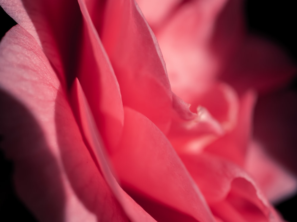 pink flower in macro shot