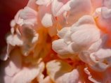 Macro shot capturing the intricate petals of a cream peony dusted with gentle blush hues.