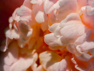 Close-up of delicate silk peonies in soft cream and blush tones with gold accents.