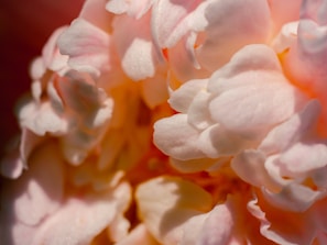 Macro shot capturing the intricate petals of a cream peony dusted with gentle blush hues.