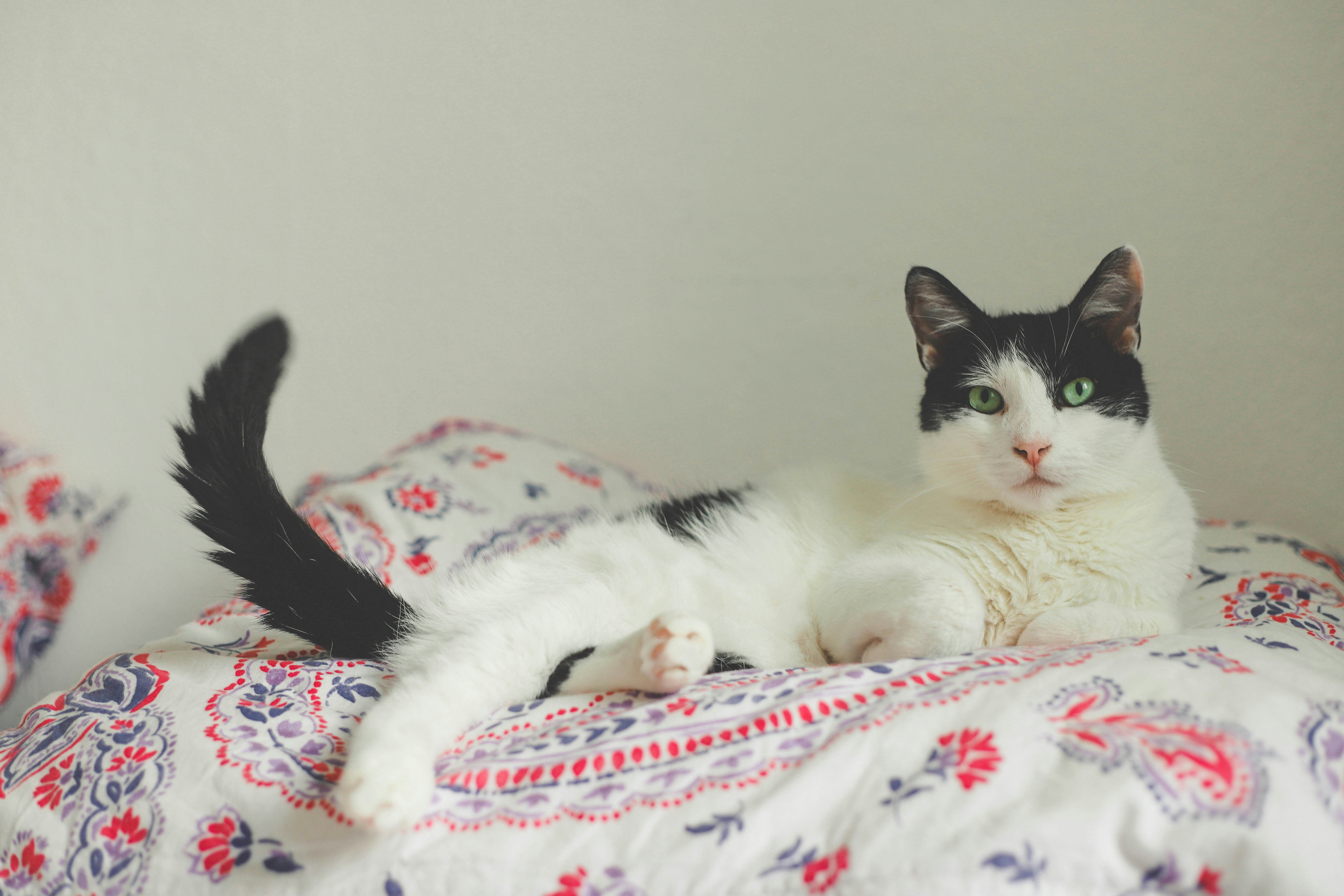 white and black cat lying on white and red floral textile
